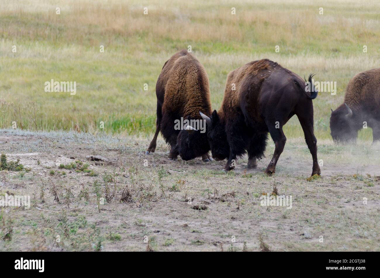 Bison im Badlands National Park, South Dakota, USA Stockfoto