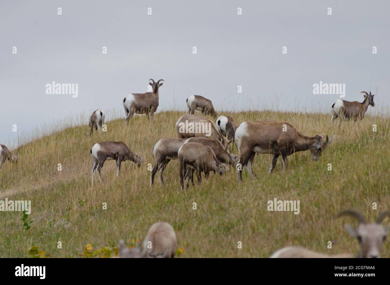 Herden von Dickhornschafen und ihren Jungen im Badlands National Park, South Dakota, USA Stockfoto