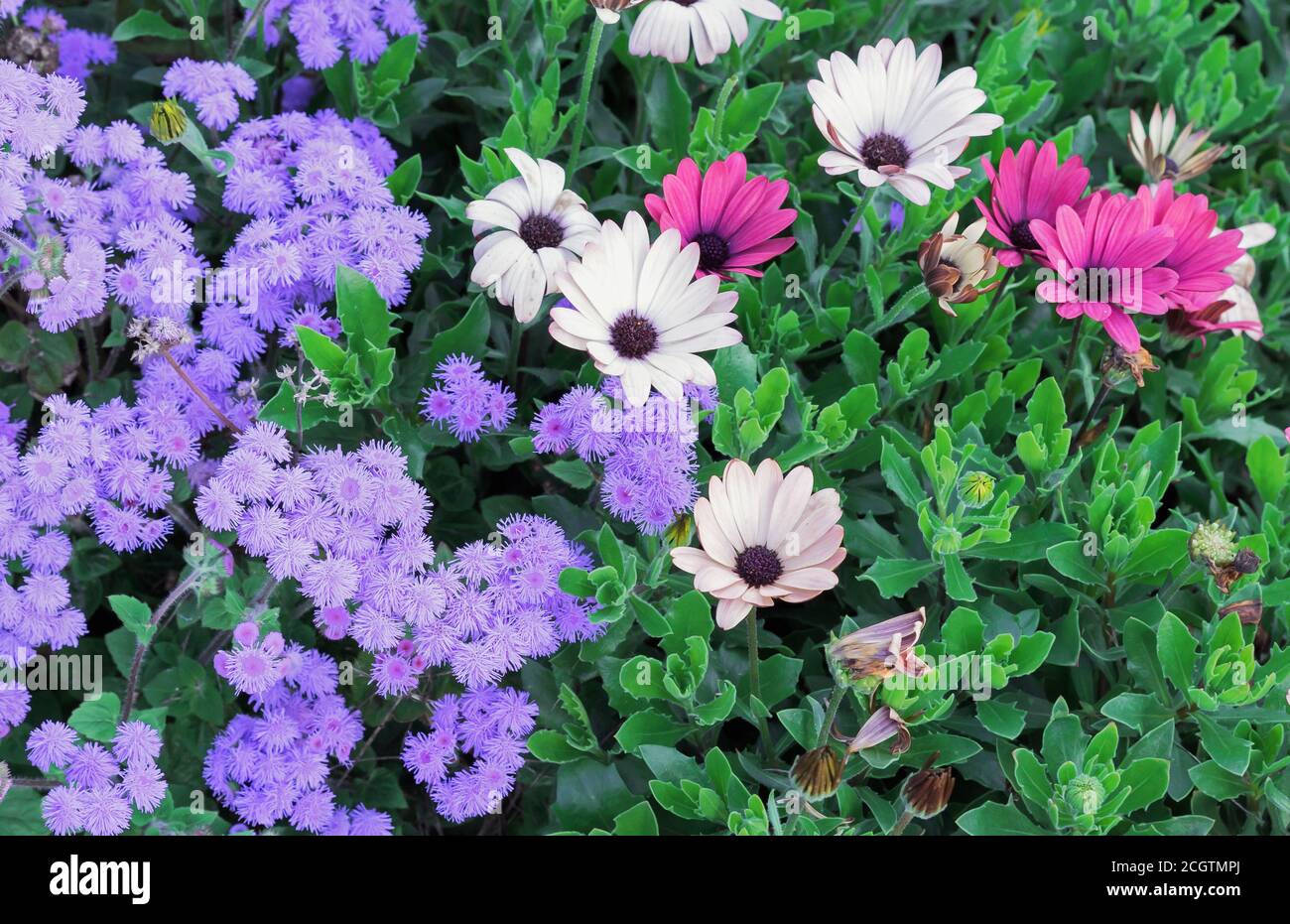 Beige und violette Blüten von osteospermum oder afrikanischen Gänseblümchen. Stockfoto