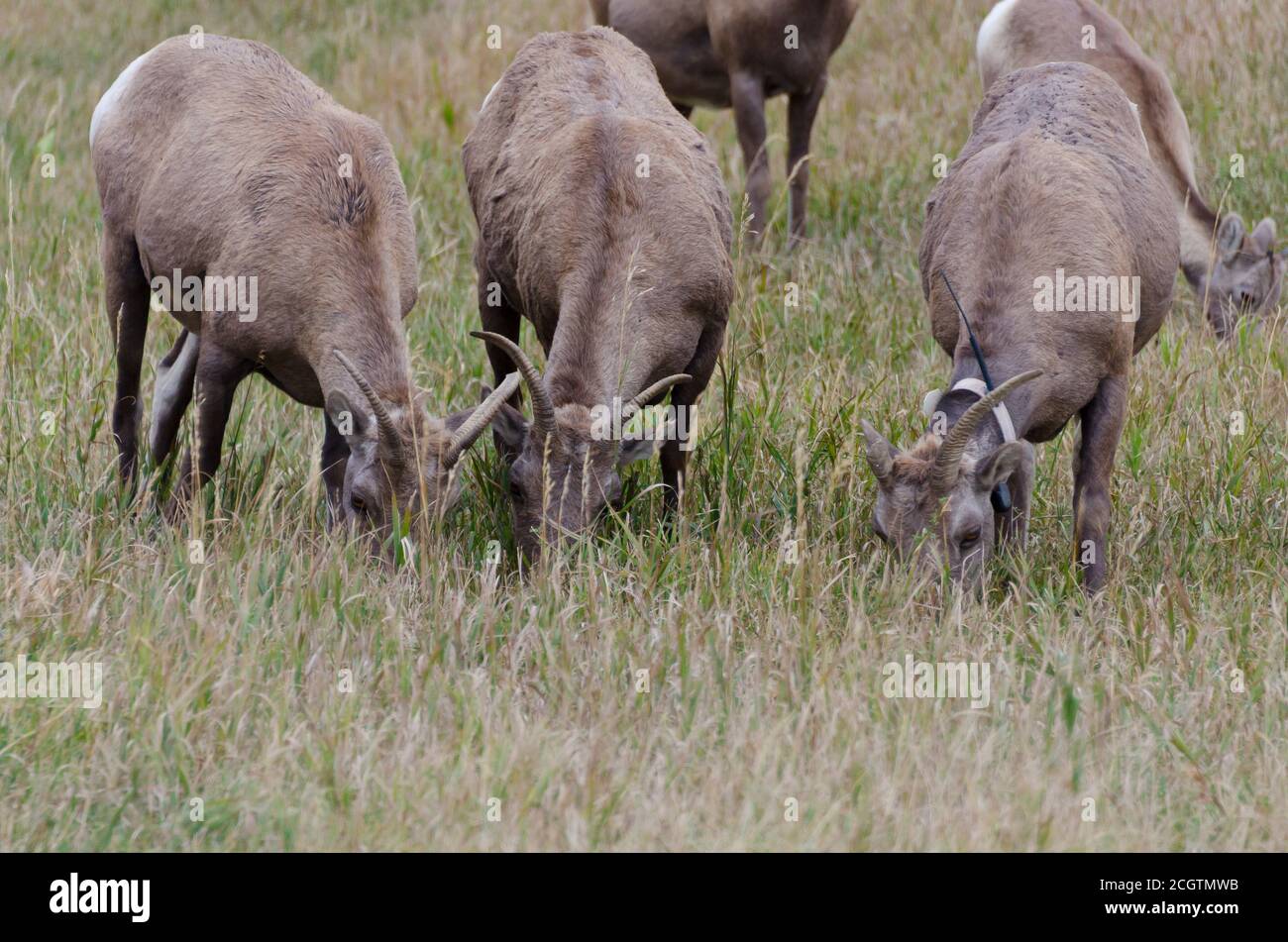 Herden von Dickhornschafen und ihren Jungen im Badlands National Park, South Dakota, USA Stockfoto