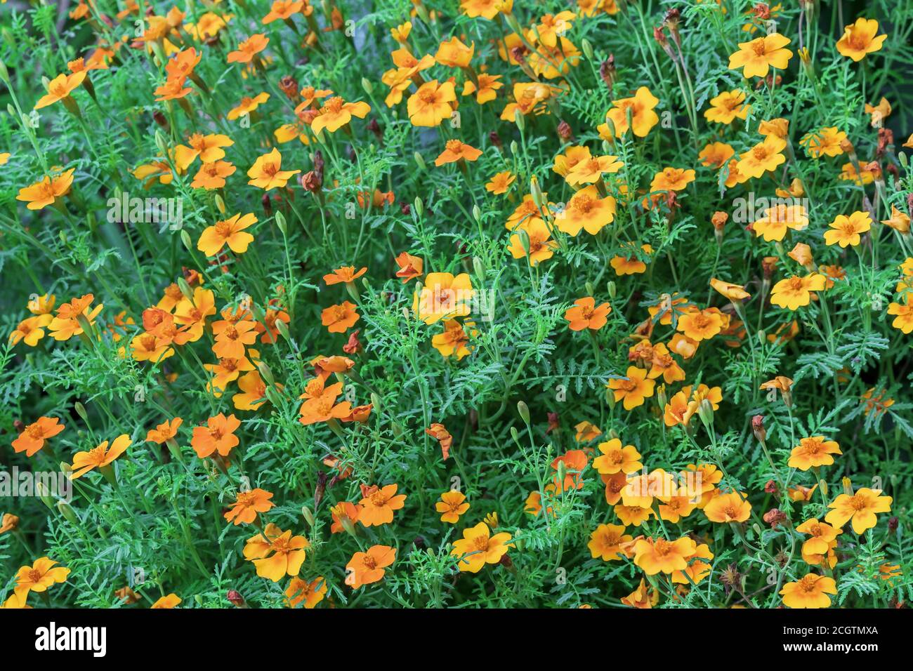 Orangen-Ringelblumen (Tagetes erecta, mexikanische Ringelblume, aztekische Ringelblume, afrikanische Ringelblume). Stockfoto