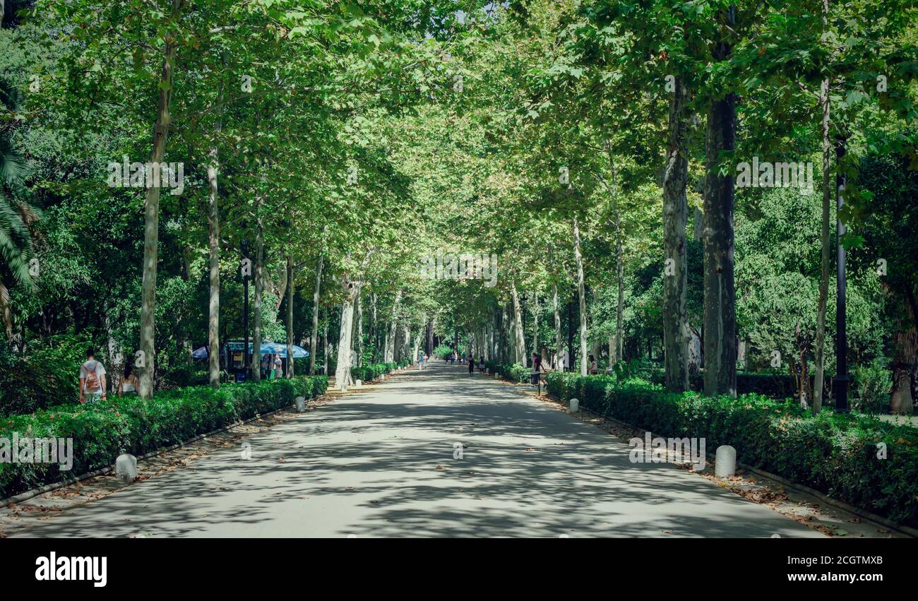 Gasse mit bunten grünen Bäumen an einem Sommertag im Maria Luisa Park. Menschen gehen und tragen Maske. Speicherplatz kopieren Stockfoto