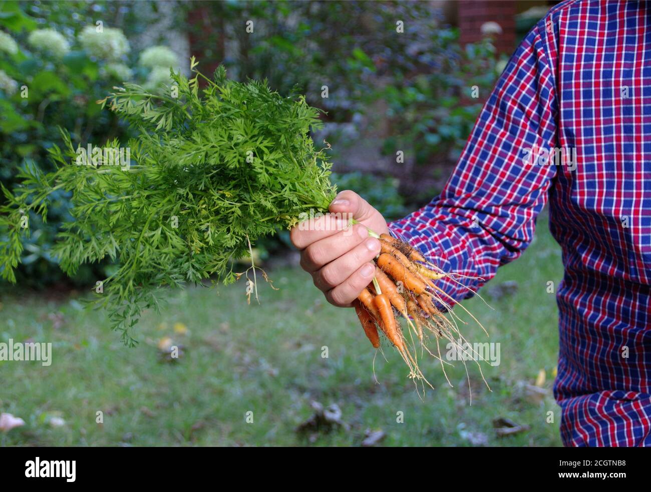 Bio-Gemüseanbau. Ein Bündel von natürlichen frischen Karotten in den Händen des Bauern. Vegetarische Lebensmittelproduktion. Stockfoto