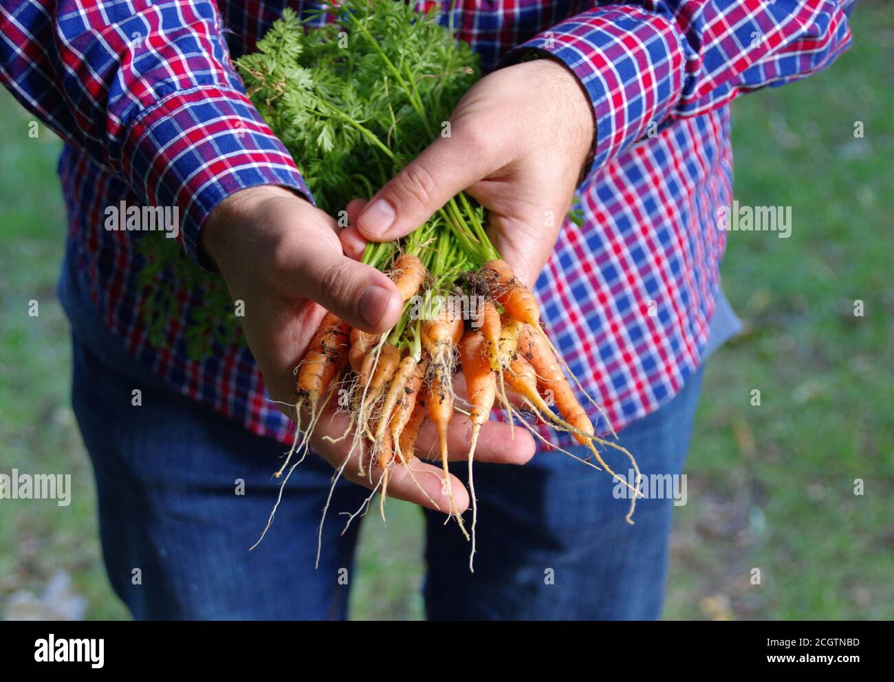 Bio-Gemüseanbau. Ein Bündel von natürlichen frischen Karotten in den Händen des Bauern. Vegetarische Lebensmittelproduktion. Stockfoto