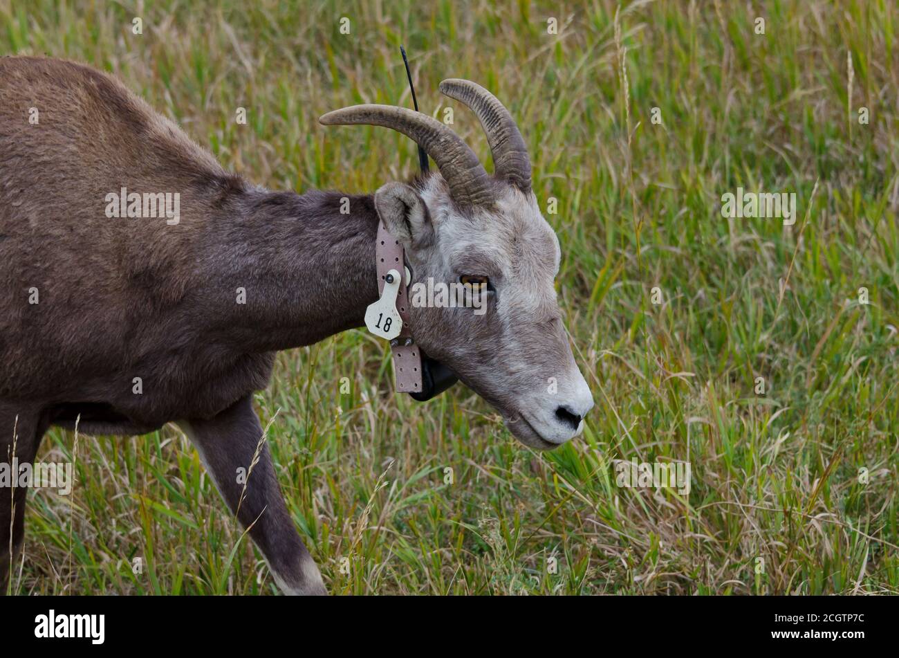 Herden von Dickhornschafen und ihren Jungen im Badlands National Park, South Dakota, USA Stockfoto