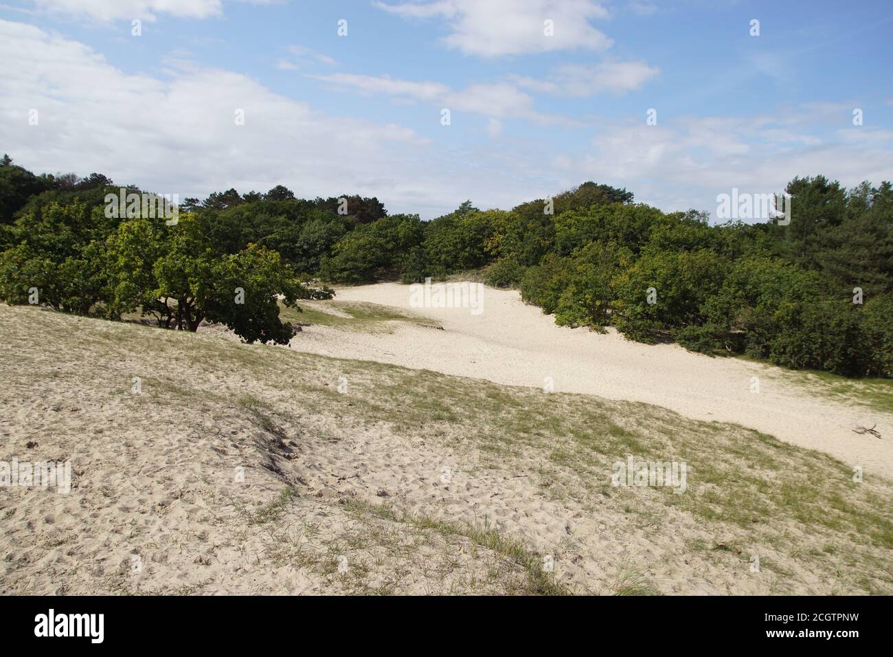 Kleine Eichen in den Sanddünen in der Nähe des Dorfes Bergen. Genannt: Driee Banken, Russengat. Niederlande, September Stockfoto