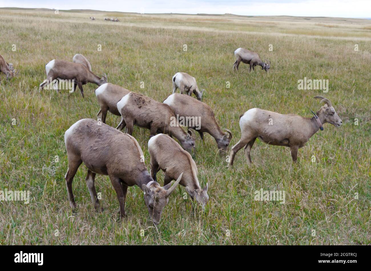 Herden von Dickhornschafen und ihren Jungen im Badlands National Park, South Dakota, USA Stockfoto