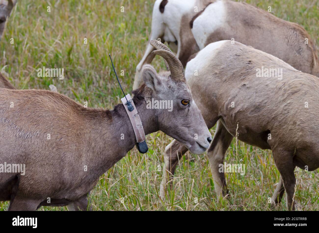 Herden von Dickhornschafen und ihren Jungen im Badlands National Park, South Dakota, USA Stockfoto