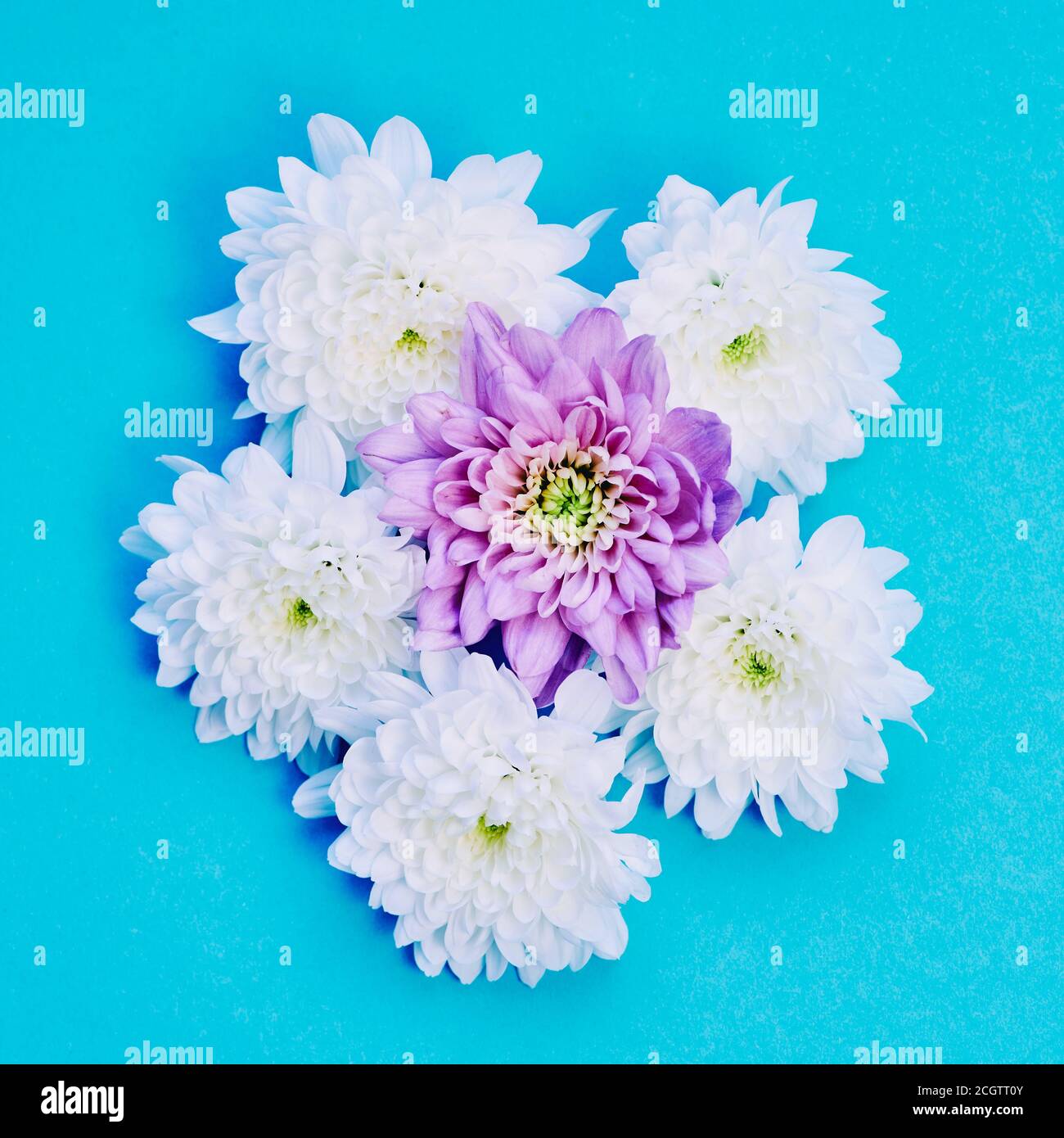 Blauer Hintergrund mit weißen und violetten Dahlia-Blüten Die Mitte Stockfoto