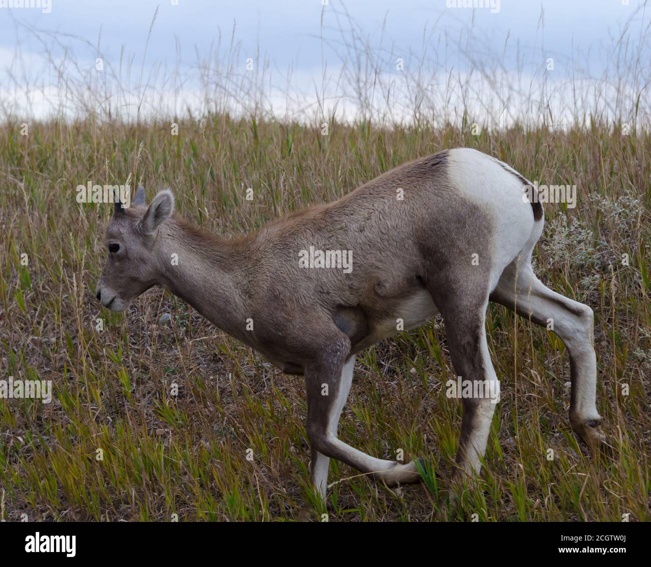 Herden von Dickhornschafen und ihren Jungen im Badlands National Park, South Dakota, USA Stockfoto