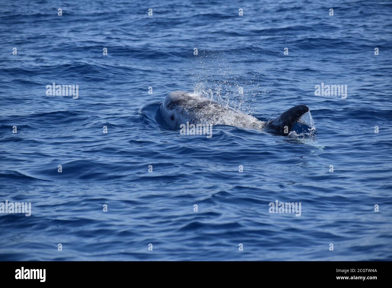 Risso's Dolphin (Grampus griseus) entdeckt auf Fuerteventura, den Kanarischen Inseln, März 2020 Stockfoto