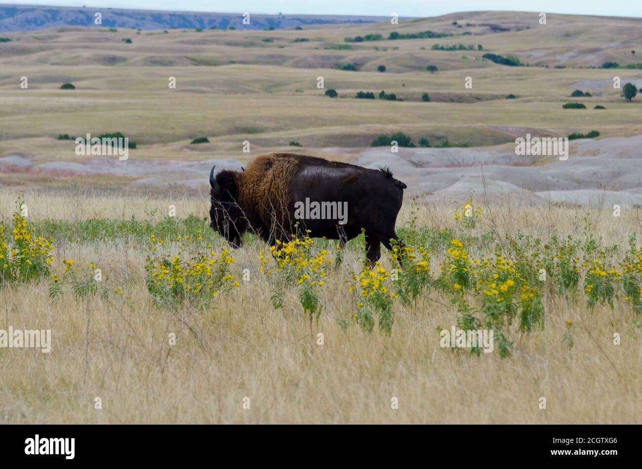 Bison im Badlands National Park, South Dakota, USA Stockfoto