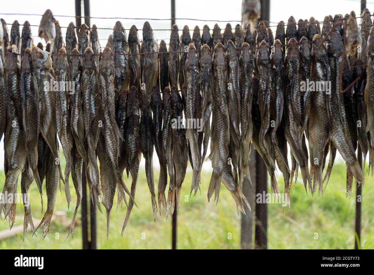 Viele gesalzene Fische werden an Seilen im Freien in großen Mengen getrocknet. Stockfoto
