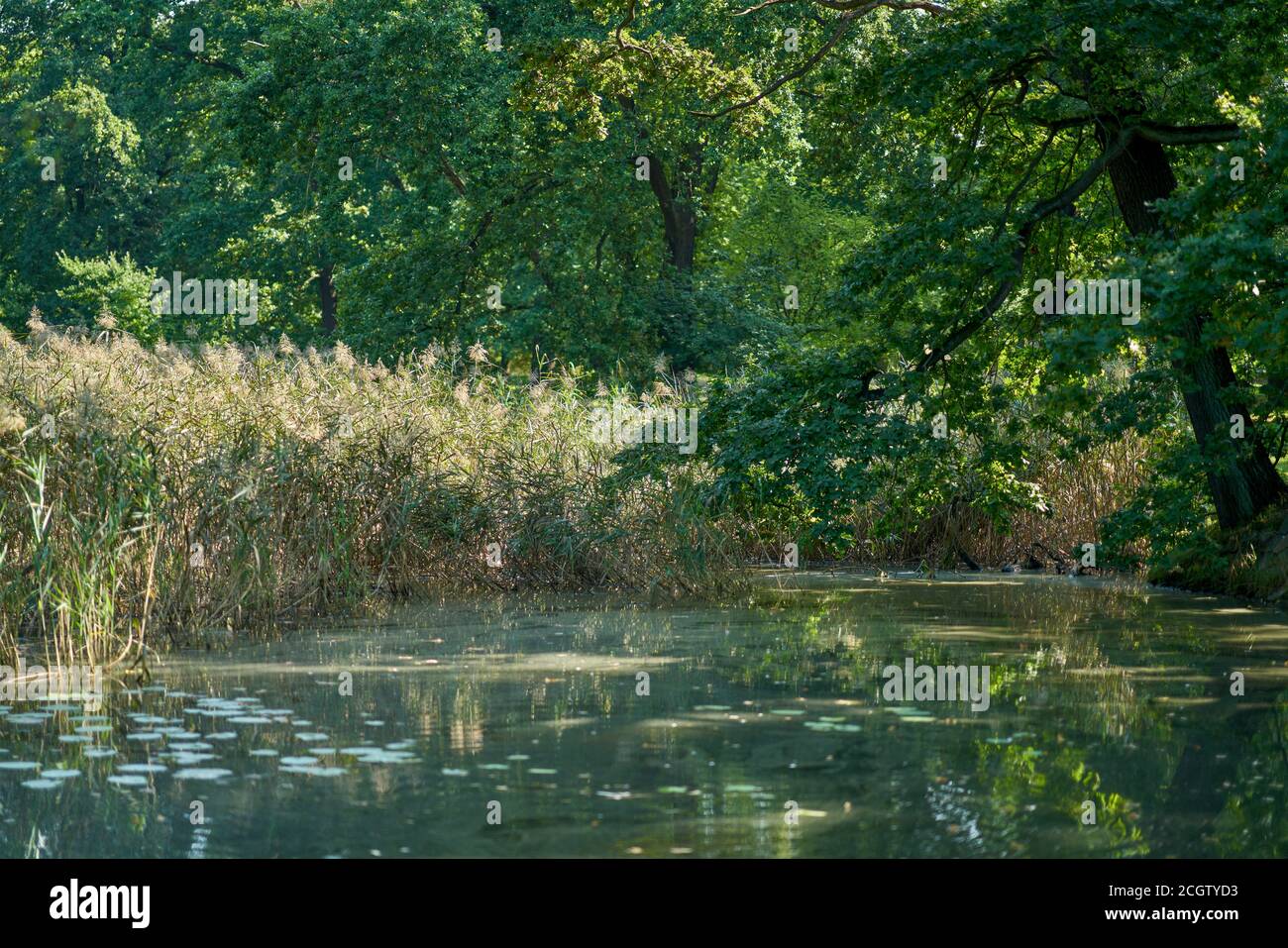 Sonnenbeschienenen Szczytnicki Park im frühen Herbst Breslau Niederschlesien Polen Stockfoto