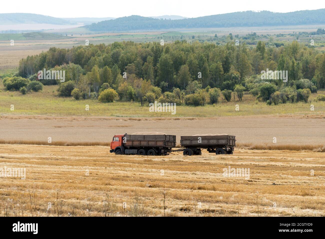 Ein LKW mit einem Anhänger beladen mit Getreide fährt auf einem landwirtschaftlichen Feld während der Ernte, vor dem Hintergrund von grünen Büschen. Stockfoto