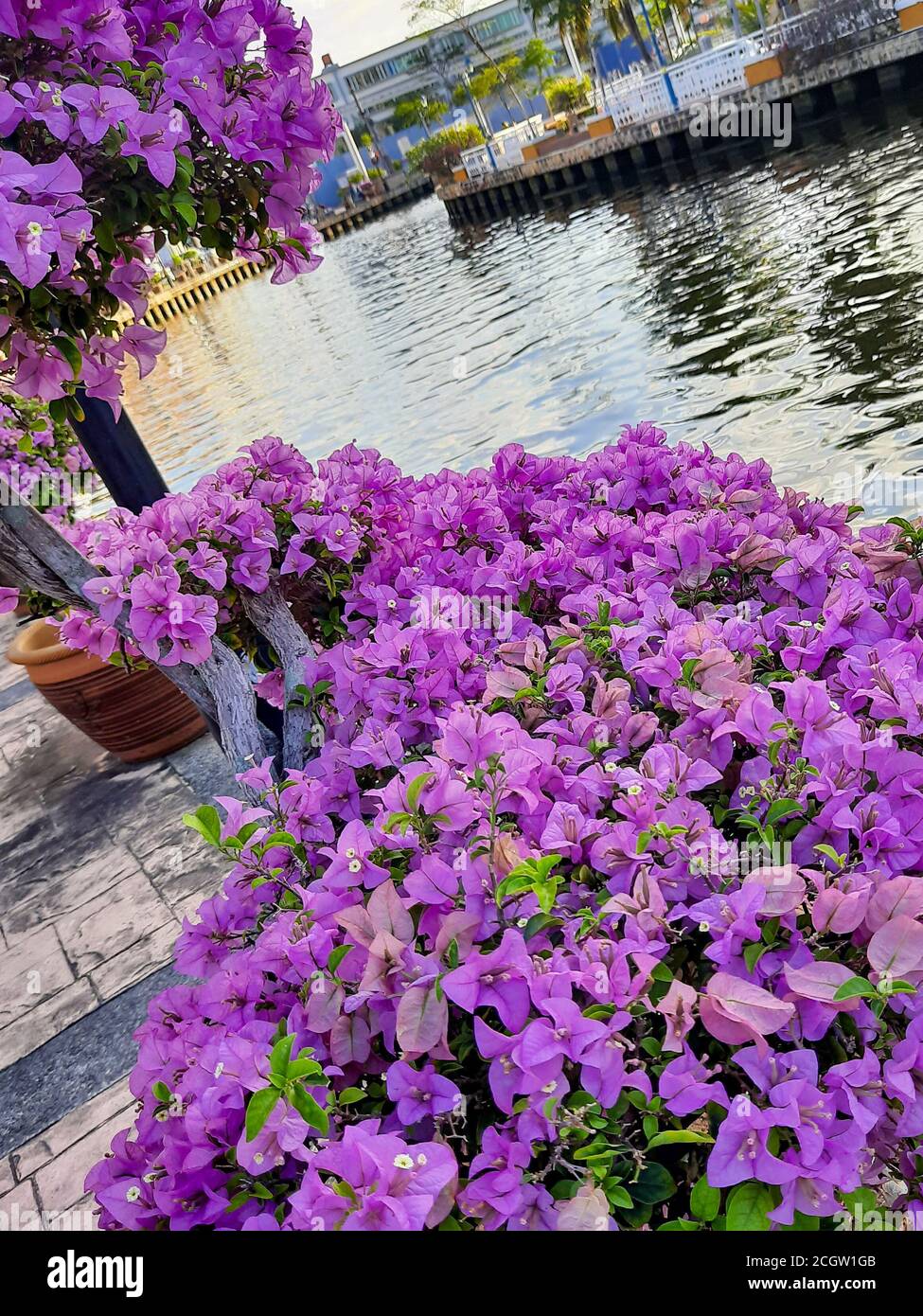 Violette Hibiskusblüte in der Morgenzeit in der Nähe des Flusses Malacca in Malacca (Melaka), Malaysia in Südostasien Stockfoto