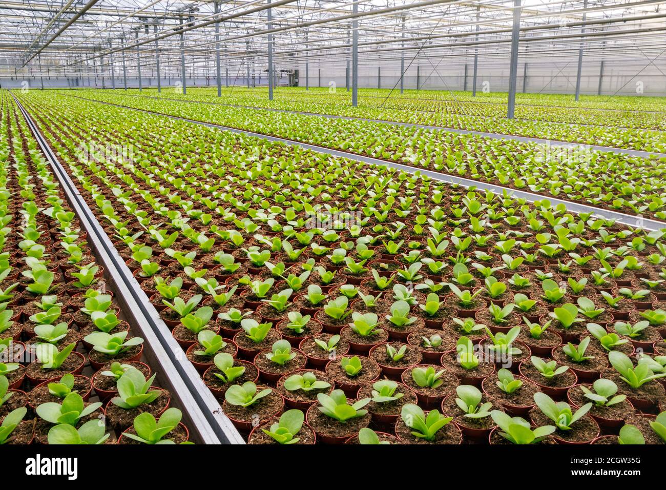 Industrielle Gewächshaus mit Reihen von Anbau. Stockfoto