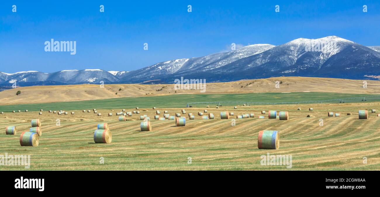 Panorama von Heuballen unter dem Baldy in den großen Gürtelbergen bei townsend, montana Stockfoto