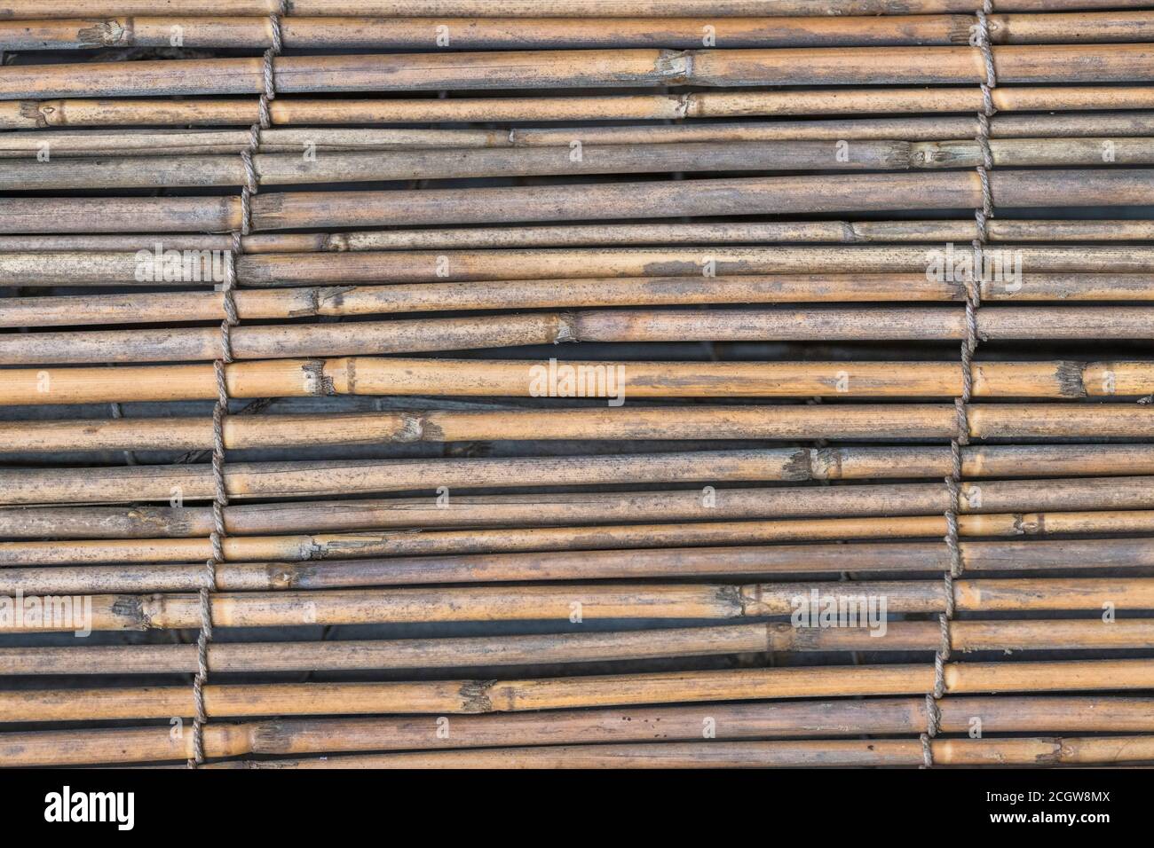 Flach liegender Abschnitt der natürlichen Schilfgartenabschirmung, die Spuren des frühen Schilfverfalls zeigt. Schöne natürliche Textur Hintergrund oder Metapher für die Gartenarbeit. Stockfoto