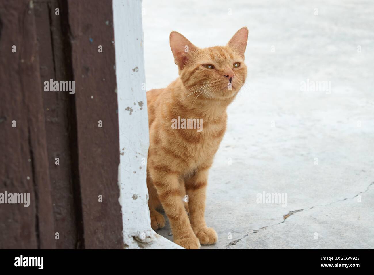 Inländische Indianer gestreifte Kätzchen. Nette junge Katze isoliert mit  ihrem ursprünglichen Hintergrund. Indoor Haustiere, Veterinär-und  Werbekonzept. Detaillierte Outd Stockfotografie - Alamy