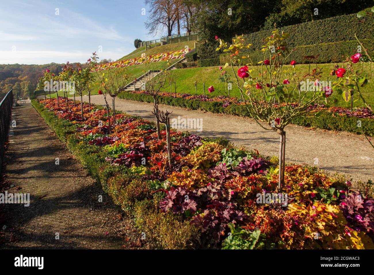 Terrasse mit roten Rosen (Reihe) und Wanderweg in erstaunlichen Herbsttag im Park Saint-Cloud in Paris, Frankreich. Stockfoto