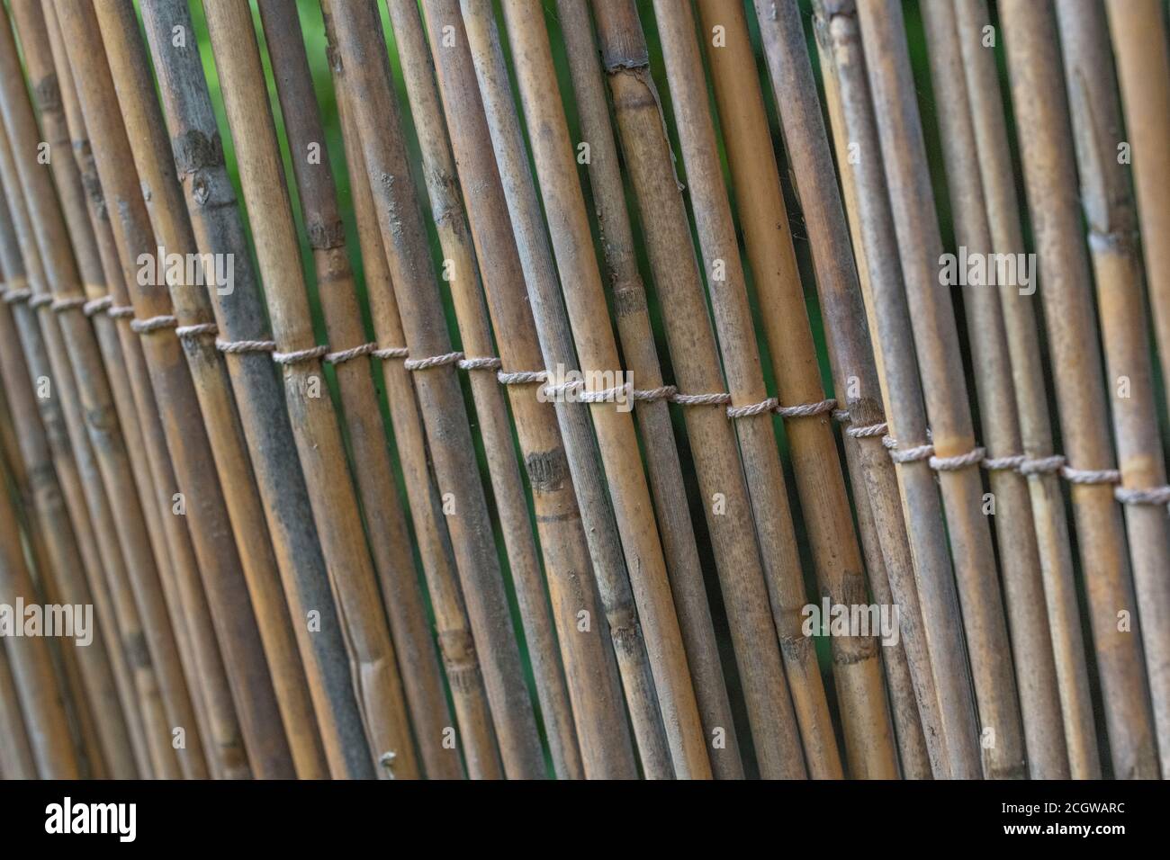 Aufrechter Abschnitt des natürlichen Schilfgartens, der Spuren des frühen Schilfverfalls zeigt. Schöne natürliche Textur Hintergrund oder Metapher für die Gartenarbeit. Stockfoto