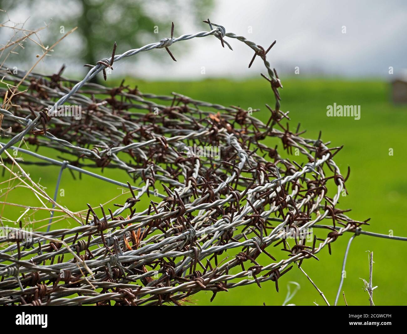 Gewirr aus hartem Metalldraht mit Spiraldraht, kontrastierend zu weichem grünem Hintergrund auf Ackerland in Cumbria, England, Großbritannien Stockfoto