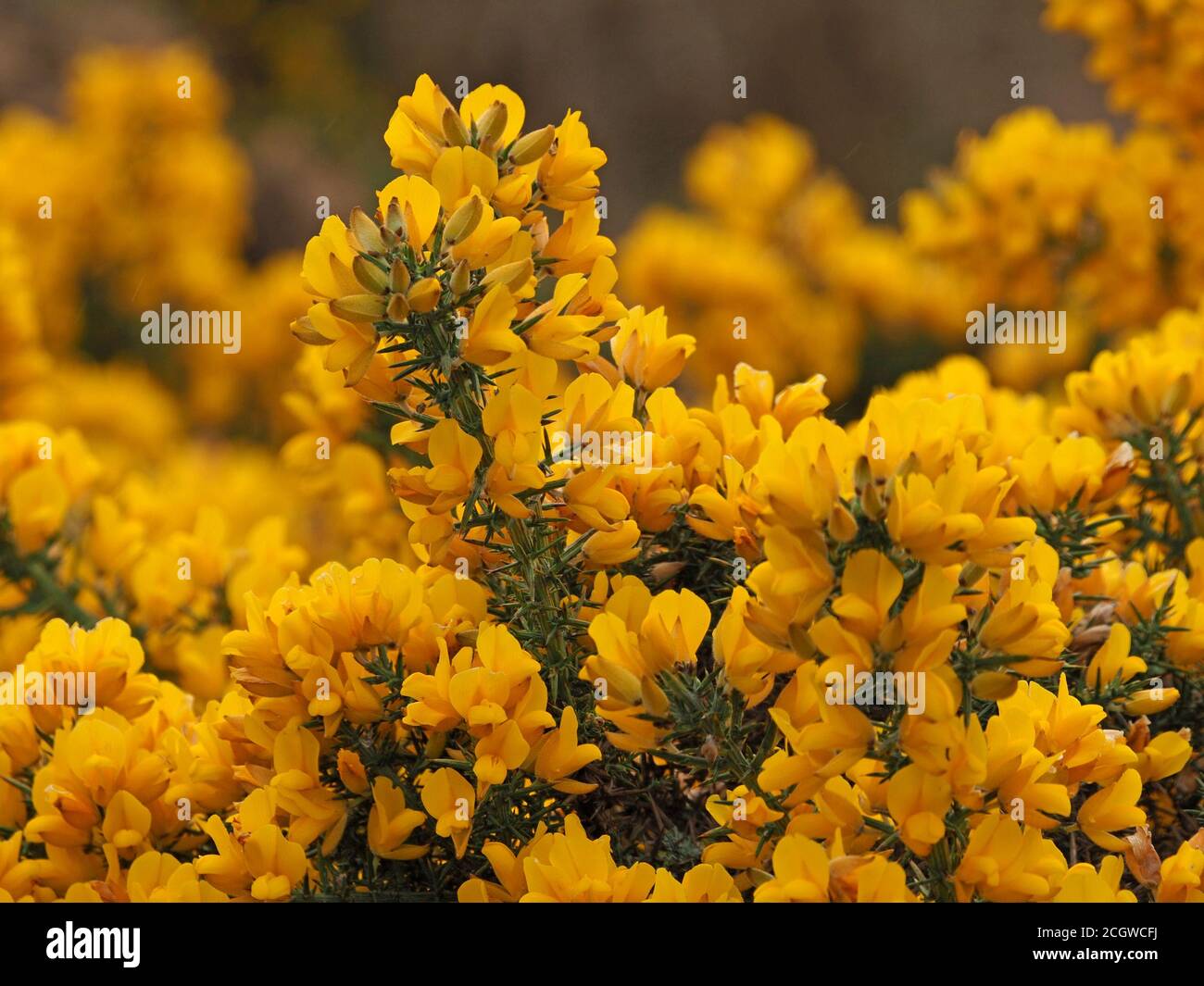 Golden Splash - schillernde leuchtend gelbe Blüten von Gorse oder Furze (Ulex europaeus) im Frühling auf Moorland in Cumbria, England, UK Stockfoto