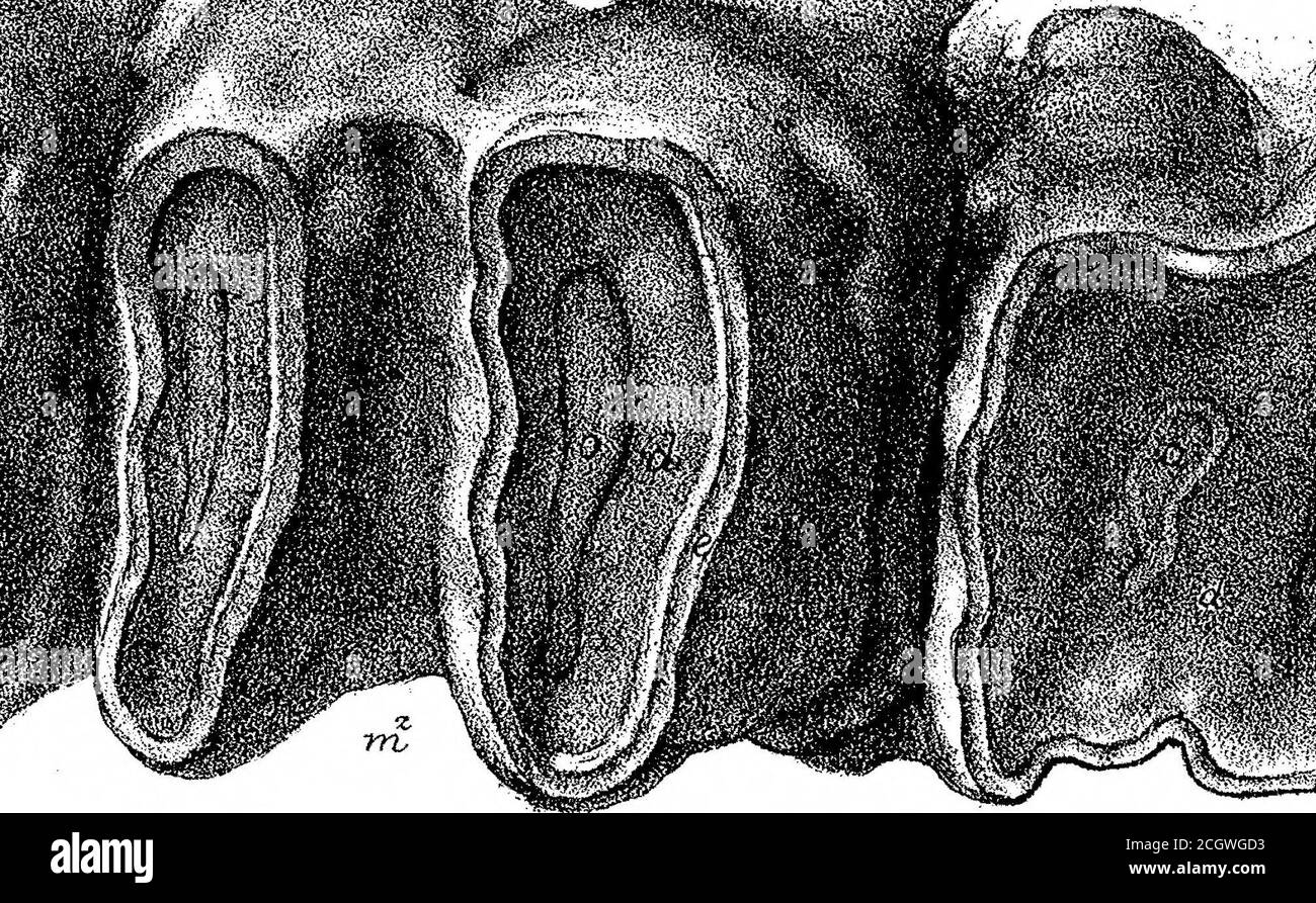 . Auf den fossilen Säugetieren Australiens. Teil III Diprotodon australis, Owen. <»«*»* * ^-^^.--r C- {•*..r -^j-L». I L ■* -is.7 rt > Stockfoto