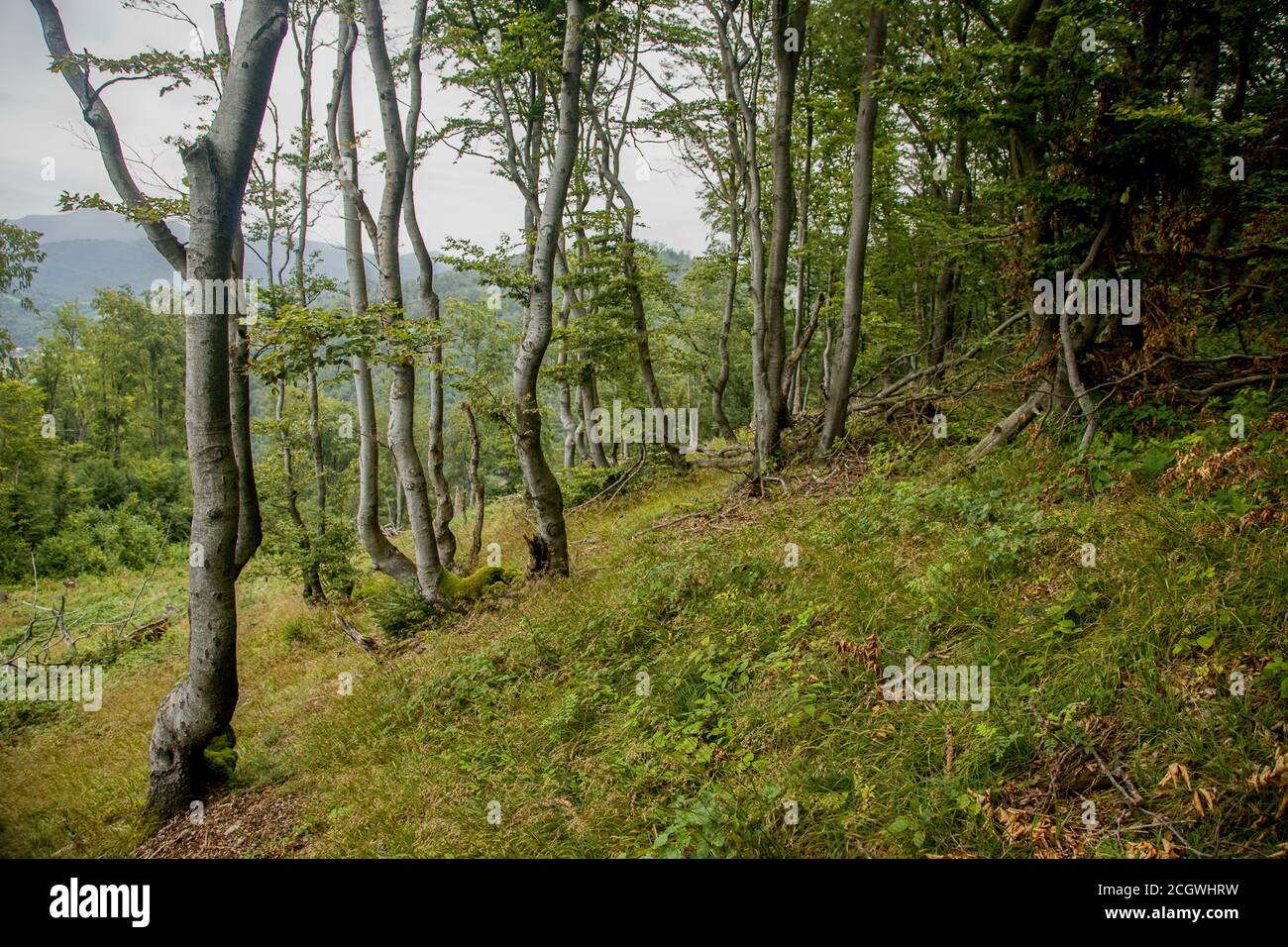 Gereifte knorrige Buchen in den Bergen, Slowakei Stockfoto