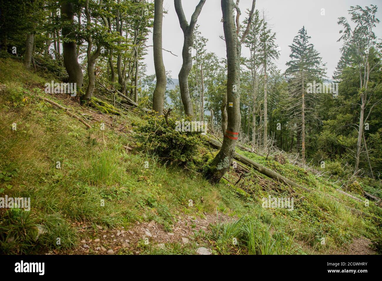 Gereifte knorrige Buchen in den Bergen, Slowakei Stockfoto