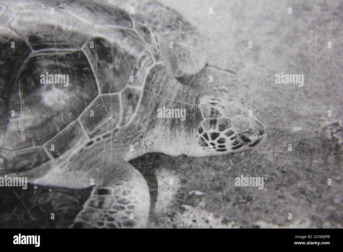Feine 70er Jahre Vintage Schwarz-Weiß-Fotografie einer riesigen Schildkröte, die herumläuft. Stockfoto