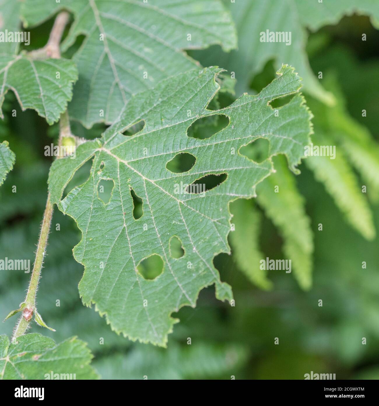 Blatt, das von Insekten weggefressen wird - möglicherweise ein Hazel-/Corylus avellana-Blatt oder Bramble-/Rubus fruticosus-Blatt (nicht bei der Aufnahme überprüft). Blattschäden Stockfoto