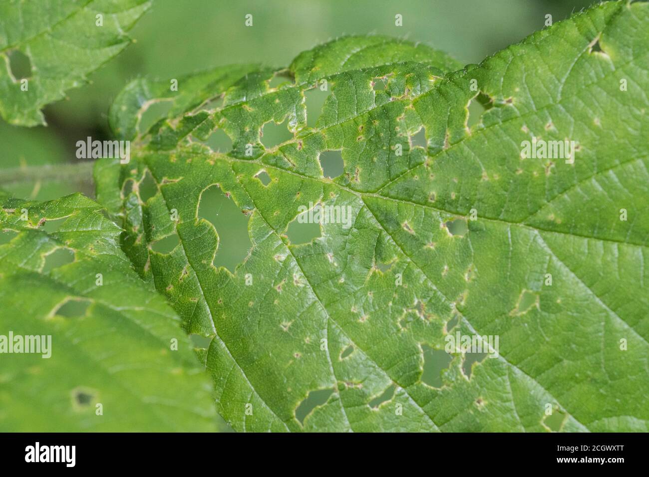 Blatt, das von Insekten weggefressen wird - möglicherweise ein Hazel-/Corylus avellana-Blatt oder Bramble-/Rubus fruticosus-Blatt (nicht bei der Aufnahme überprüft). Blattschäden Stockfoto