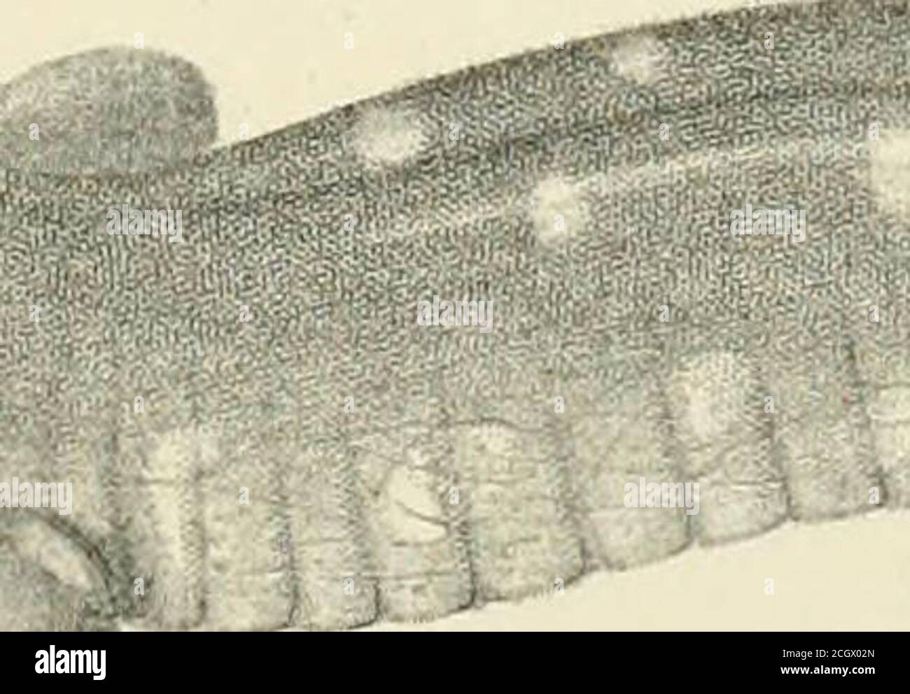 . Berichte von Erkundungen und Erhebungen, um die praktischste und wirtschaftlichste Route für eine Eisenbahn vom Mississippi zum Pazifischen Ozean zu ermitteln. Stockfoto