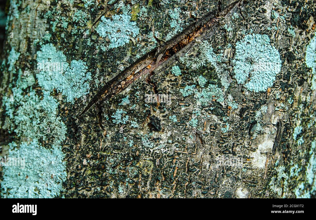 Nahaufnahme von Baumrinde Stockfoto