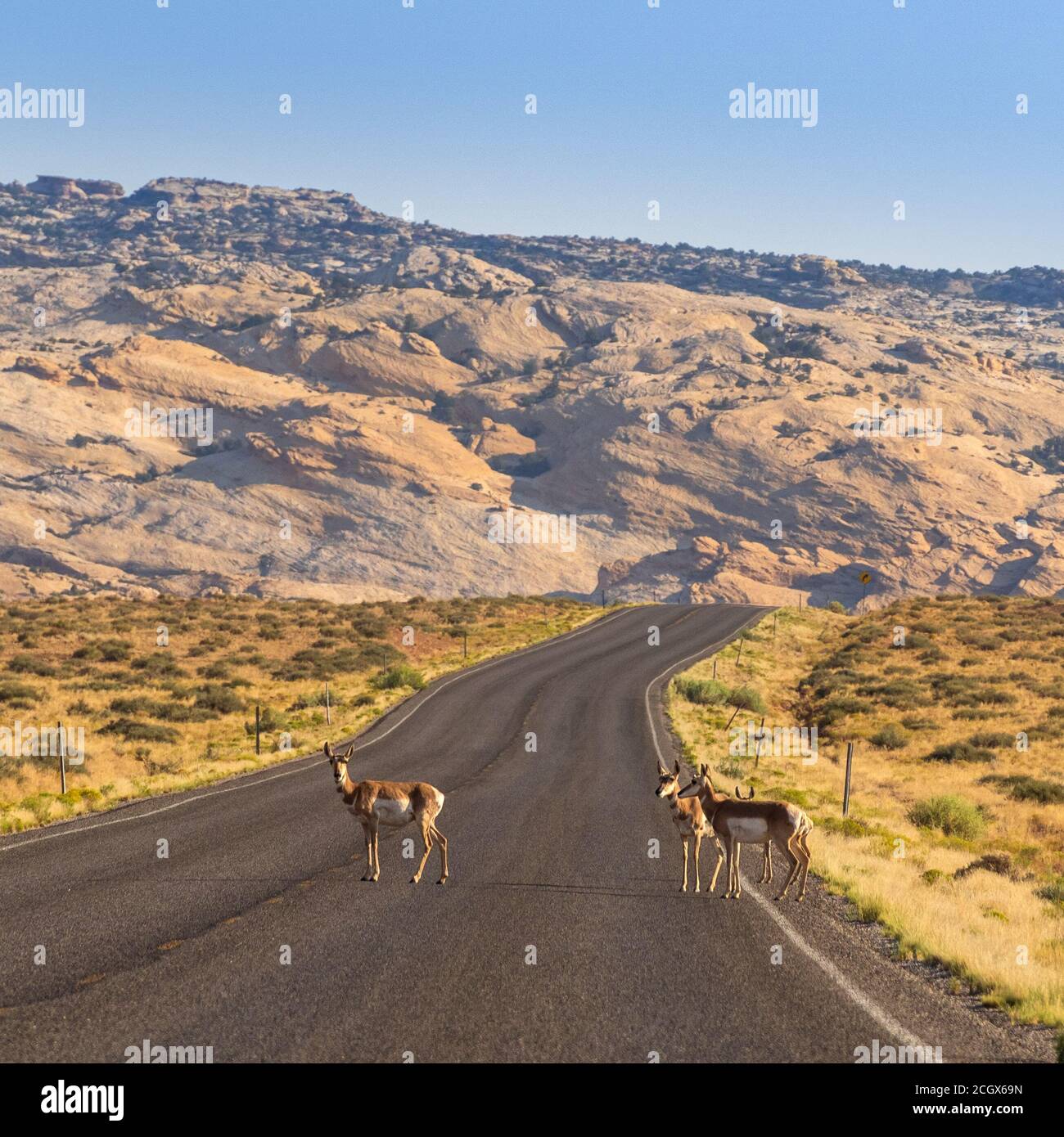 Herde von Pronghorn Antelope, Antilocapra americana, Goblin Valley State Park, San Rafael Desert, Emery, Utah, USA Stockfoto