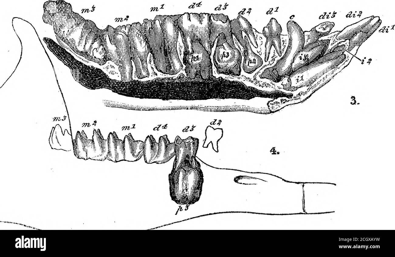 . Auf den fossilen Säugetieren Australiens. Teil III Diprotodon australis, Owen . und Fortsetzung des Zahnschmelzes auf die weit offene Basis des Zahnes. Ich habe keinen Beweis, daß das erste und kleinste der Reihe der Fivegrinder in Phascolomys ein prämolarer oder ersetzende Zahn ist, und betrachten ihn folglich als eins der ersten entwickelten kalzifizierten Reihe. Es ist analog, in Funktion, in Retention, undlang-fortgesetzte Nutzung, zu einem Prämolar der plazentären Typologie-Gebiss. Die folgenden vierer Grinder in beiden Phascolomys und JDiprotodon sind gleichermassen Mitglieder der ersten Zahnreihe, und die letzten drei sind gleichberechtigt mit Stockfoto