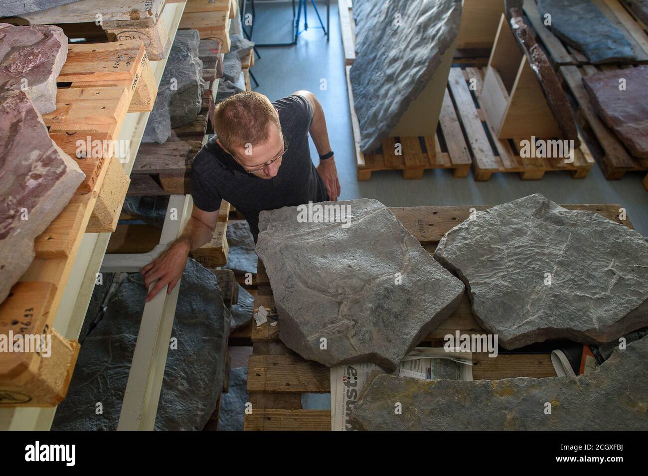 Mammendorf, Deutschland. August 2020. Michael Buchwitz, Kurator für Geowissenschaften am Naturhistorischen Museum Magdeburg, steht in einem Lager mit Steinplatten, auf denen versteinerte Dinosaurier- und Wasserspuren zu sehen sind. Die Platten hatte der Wissenschaftler im Steinbruch Mammendorf gefunden und geborgen. Die Spuren sind etwa 260 Millionen Jahre alt. Seit 2016 suchen Wissenschaftler regelmäßig nach Dinosaurierspuren in den Slagheaps des Steinbruchs. (To dpa 'Scientists find more and more dinosaurier Tracks in the Mammendorf Quarry') Quelle: Klaus-Dietmar Gabbert/dpa-Zentralbild/dpa/Alamy Live News Stockfoto