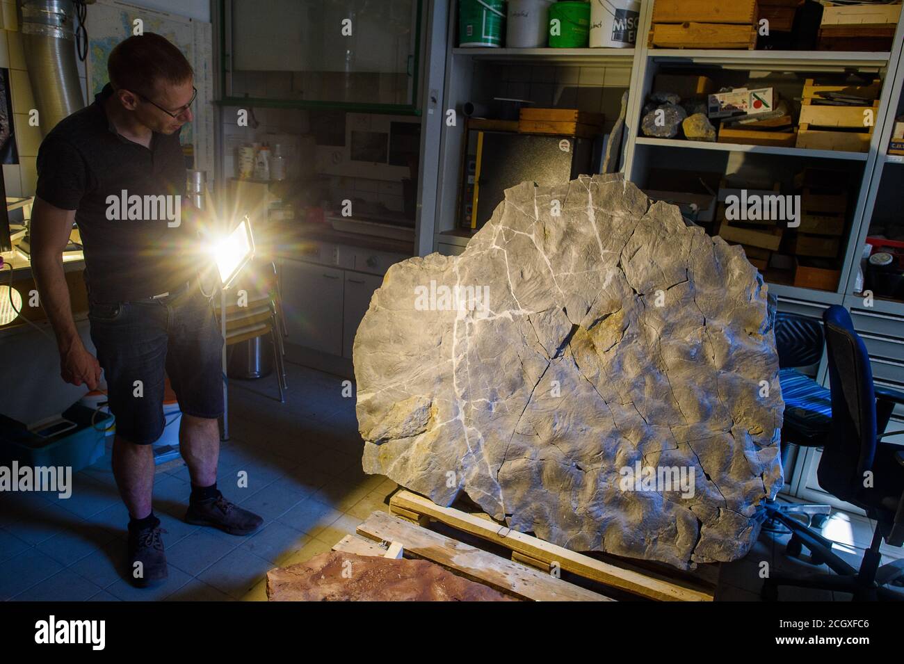 19. August 2020, Sachsen-Anhalt, Mammendorf: Michael Buchwitz, Kurator für Geowissenschaften am Naturhistorischen Museum Magdeburg, beleuchtet eine Steinplatte mit einem Scheinwerfer, auf der versteinerte Spuren von fließendem Wasser und Kratzspuren eines Hahnentrittdinosauriers zu sehen sind. Die Spuren waren vor etwa 260 Millionen Jahren vom Dinosaurier auf der Suche nach Nahrung in den Boden gekratzt worden. Die Wasserwege werden als "Wellen" bezeichnet. Der Lebensraum war relativ trocken, aber das Gebiet wurde regelmäßig von Starkregen überflutet. Seit 2016 suchen Wissenschaftler regelmäßig nach Dinosaurierspuren in den Slagheaps des Steinbruchs. (t Stockfoto