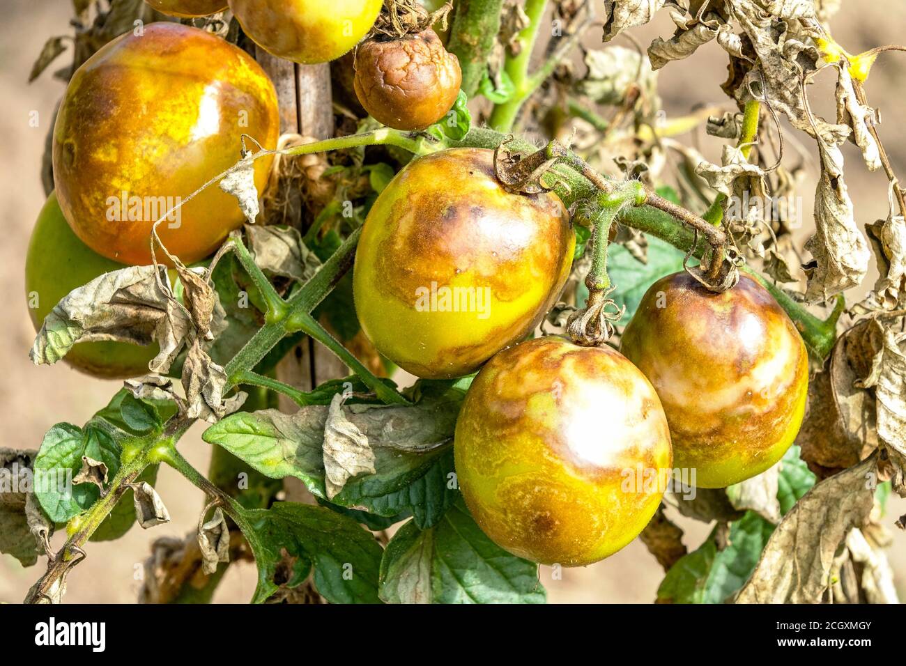 Blight auf Tomaten, Phytophthora infestans Schimmel infizierten Tomatenpflanze Stockfoto