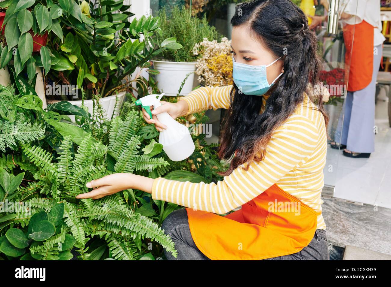 Floristin in medizinische Maske sprühen Farnblätter Stockfoto