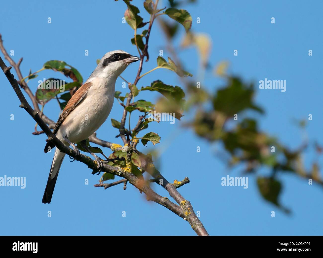 Männchen Rotrückiger Würger (Lanius collurio) auf einem Zweig, West Midlands Stockfoto