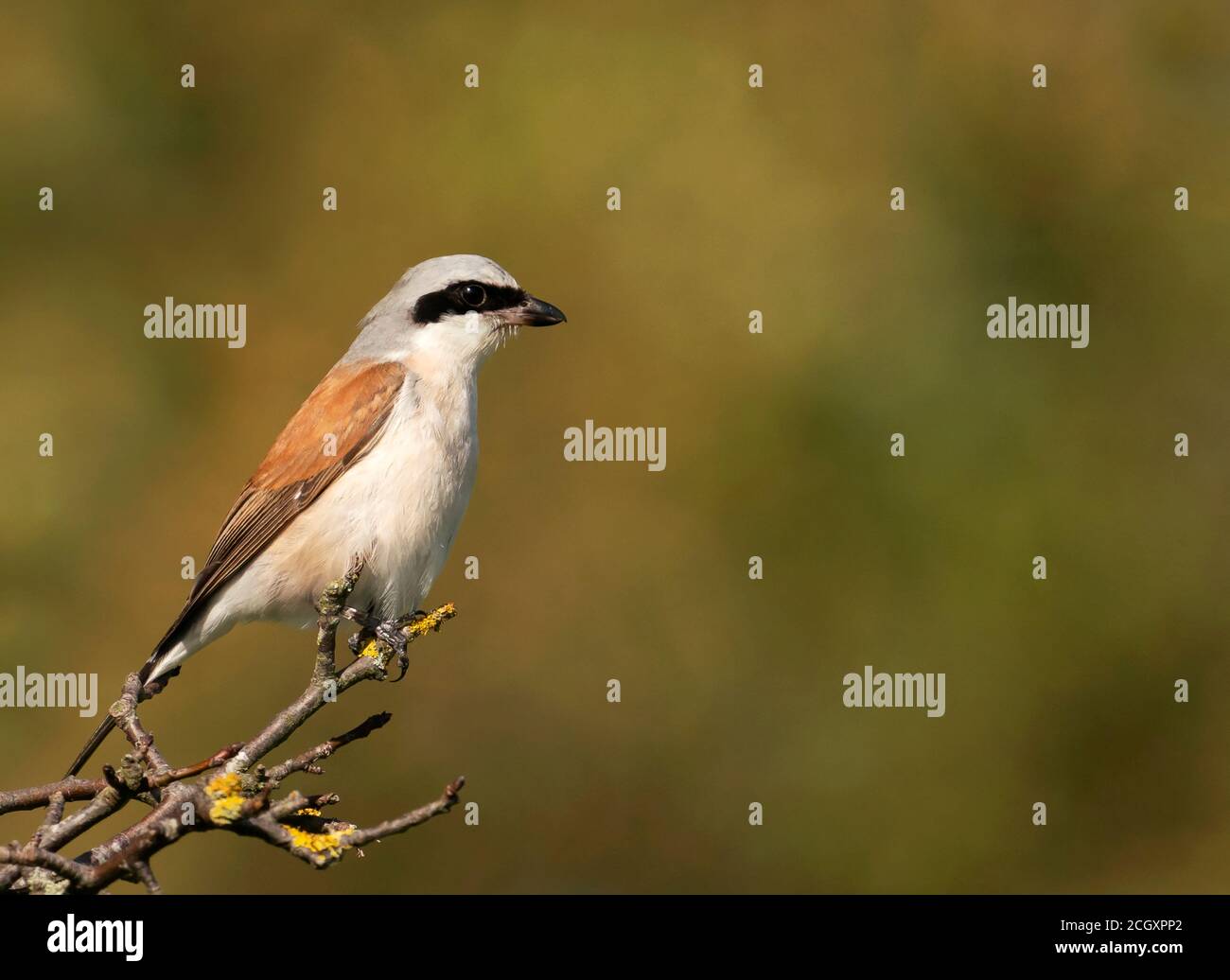 Männchen Rotrückiger Würger (Lanius collurio) auf einem Zweig, West Midlands, thront Stockfoto