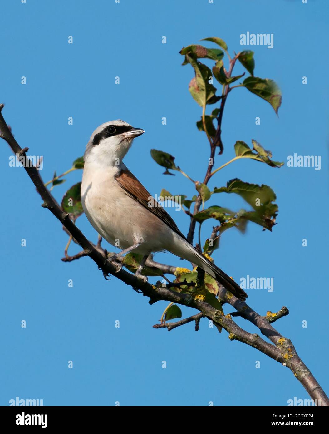 Männchen Rotrückiger Würger (Lanius collurio) auf einem Zweig, West Midlands Stockfoto