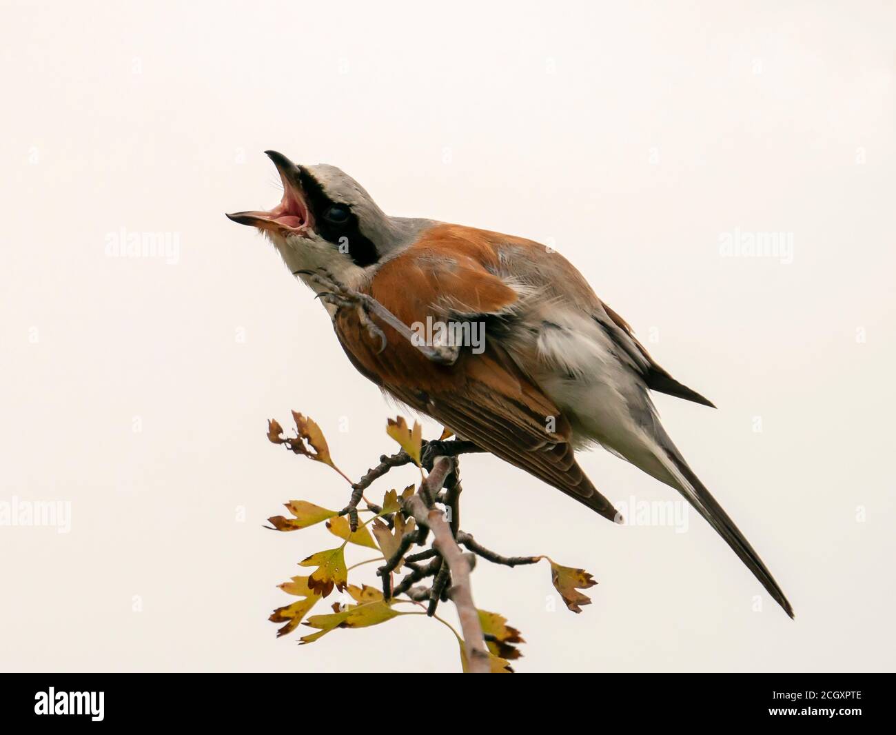 Männchen Rotrückiger Würger (Lanius collurio) mit einem Kratzer, West Midlands Stockfoto