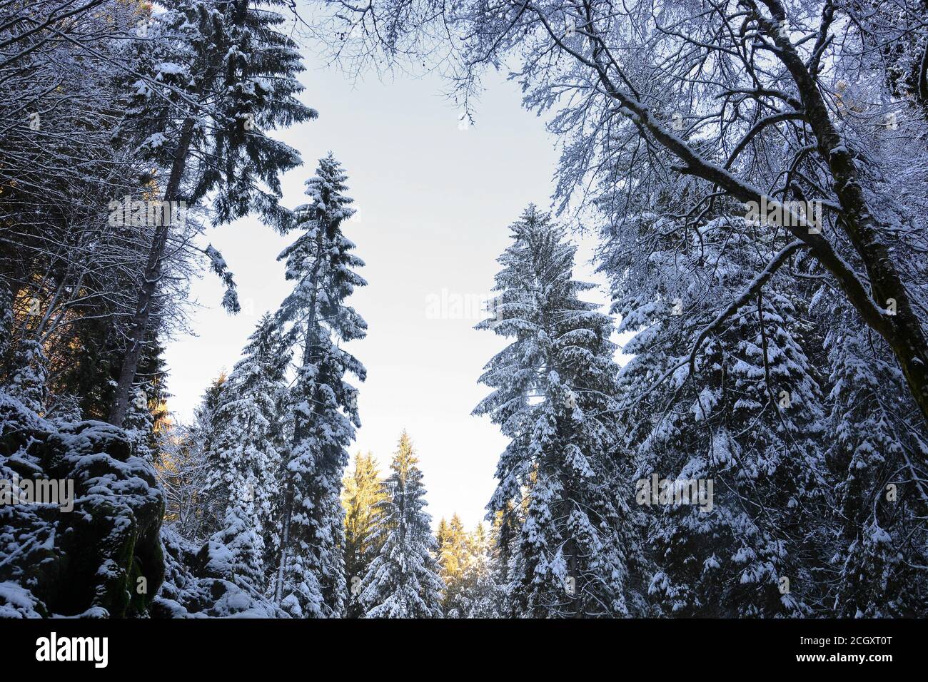 Der Wald nach Schneefall Stockfoto
