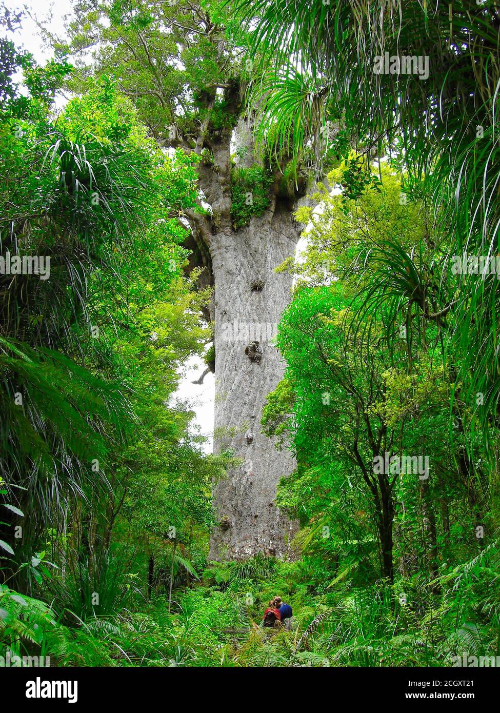 Der Tane Mahuta, ein großer Kauri Baum, Waipoua Wald, Neuseeland, Nordinsel Stockfoto
