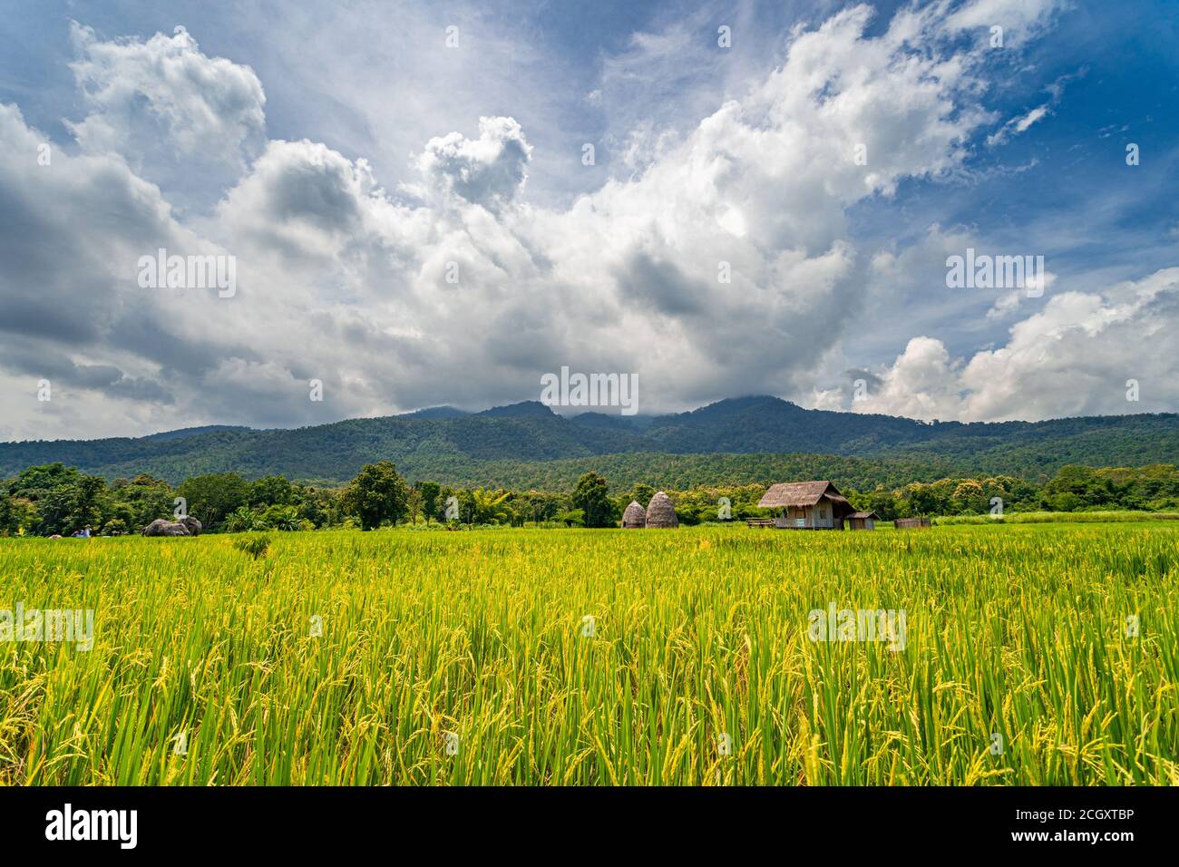 Schöne Aussicht auf gelb grünen Reisfeld gegen Bergketten Und dramatische Wolken am blauen Himmel Stockfoto