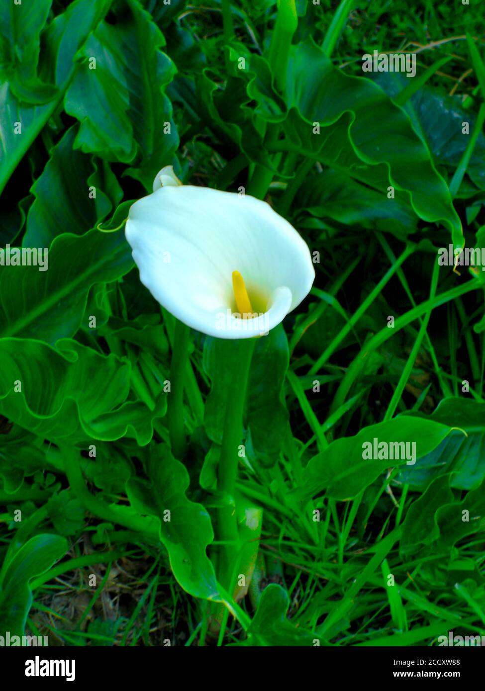 Calla Lilie, viele schöne weiße Blume blüht im Garten in Frühling, Lilie, Goldcalla Stockfoto